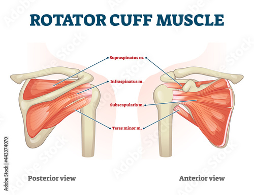 Rotator cuff muscle with anatomical posterior and anterior view expample. Educational labeled scheme with supraspinatus, infraspinatus, teres minor and subscapularis location vector illustration.