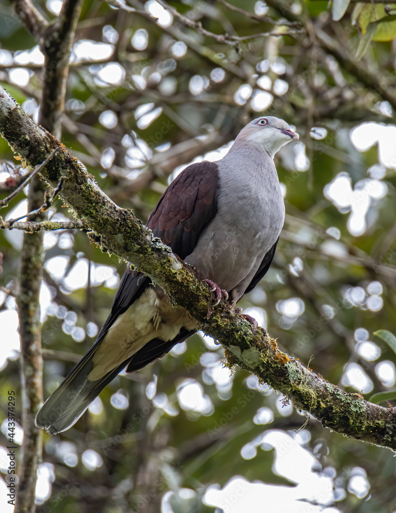 Mountain Imperial Pigeon perch on tree branch on nature rainforest jungle Mountain Imperial Pigeon perch on tree branch on nature rainforest jungle