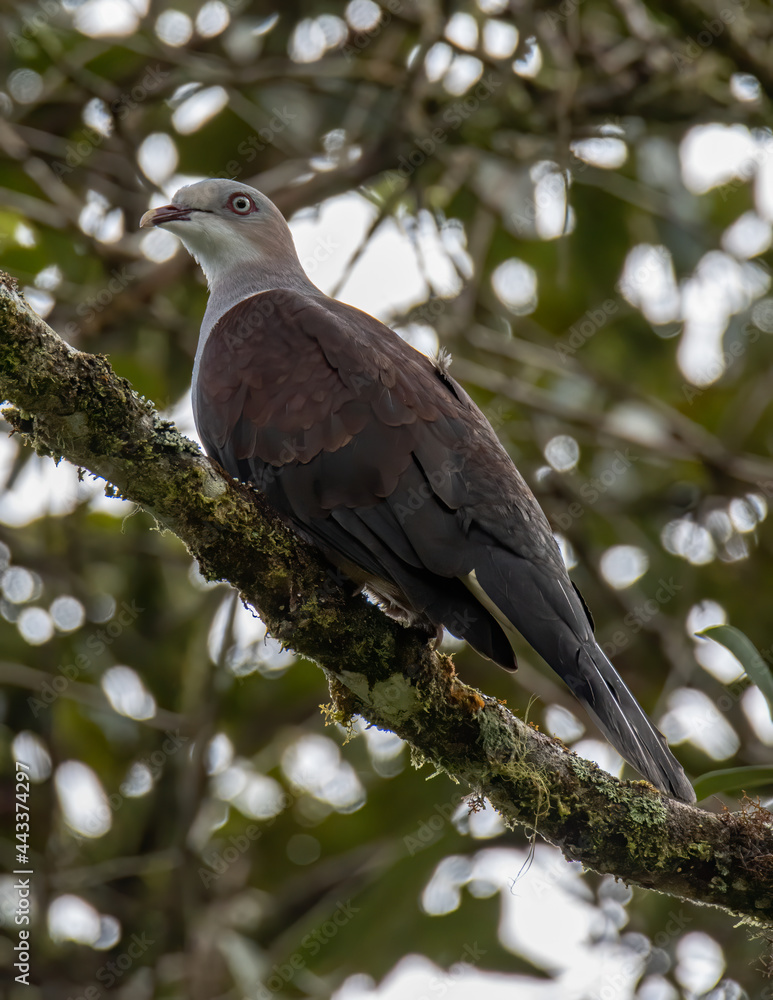 Mountain Imperial Pigeon perch on tree branch on nature rainforest jungle Mountain Imperial Pigeon perch on tree branch on nature rainforest jungle