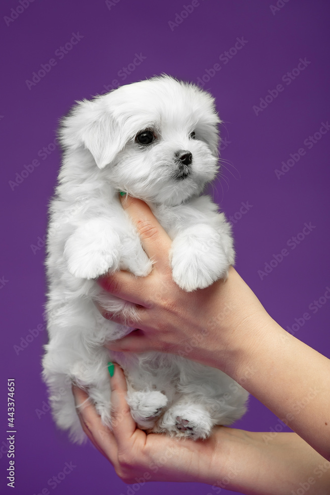 Beautiful and cute maltese puppies on a purple background Beautiful and cute maltese puppies on a purple background