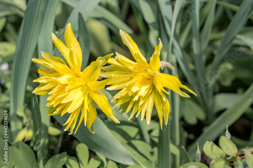 Double Daffodil 'Rip van Winkle' (Narcissus minor) in park photo