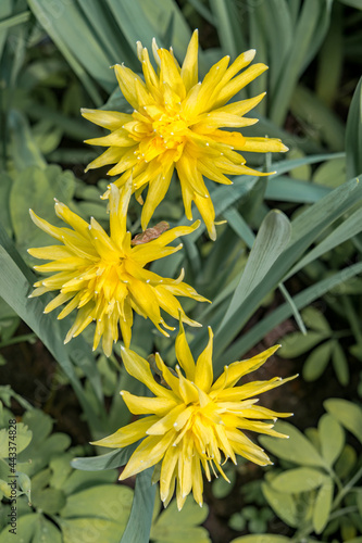 Double Daffodil 'Rip van Winkle' (Narcissus minor) in park