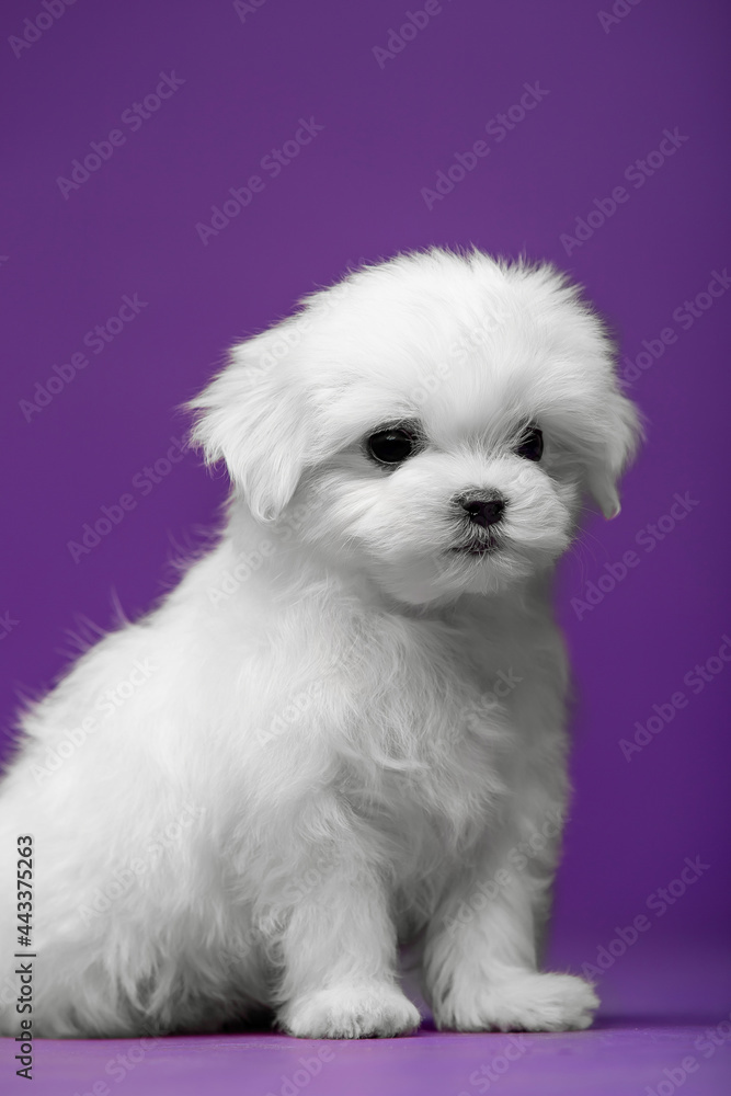 Beautiful and cute maltese puppies on a purple background Beautiful and cute maltese puppies on a purple background