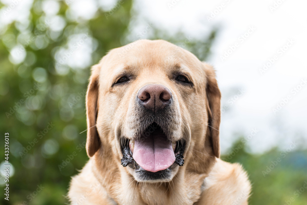 Retrato de un perro labrador