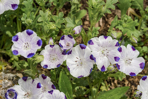 Baby Blue Eyes (Nemophila maculata) in garden photo