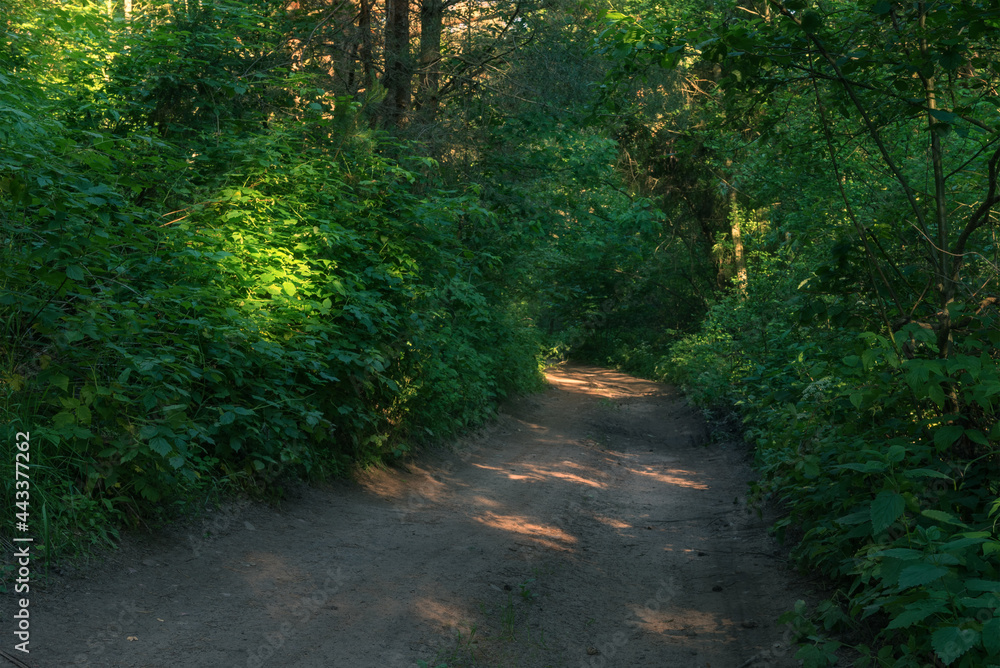 Country road in wood in summer time Country road in wood in summer time