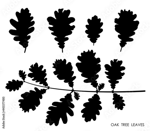 Black silhouettes of oak leaves isolated on white background. Autumn fallen leaves of oak tree. Vector