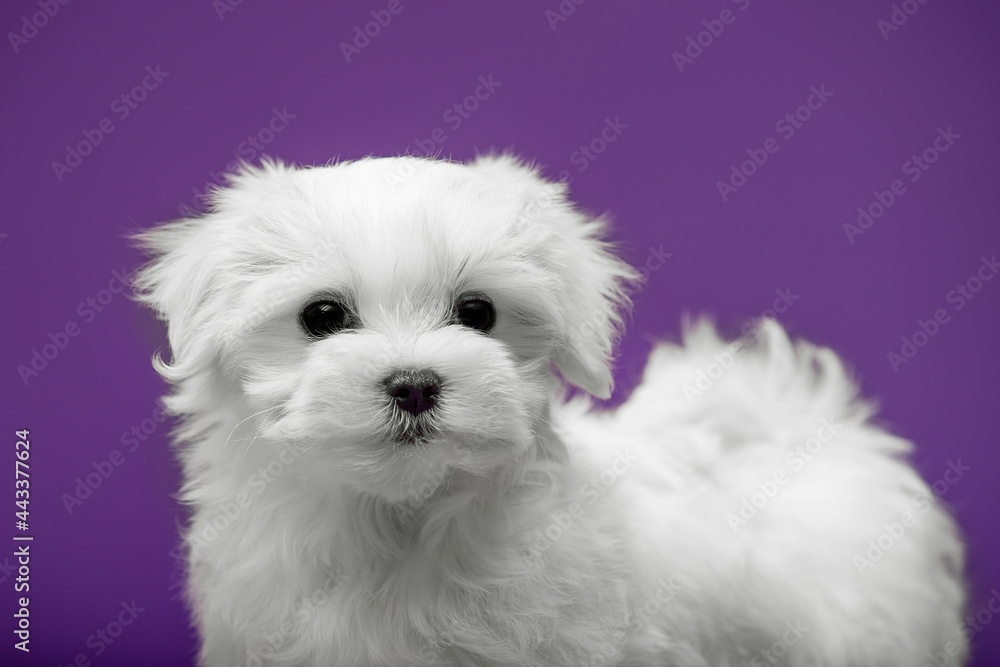 Beautiful and cute maltese puppies on a purple background Beautiful and cute maltese puppies on a purple background