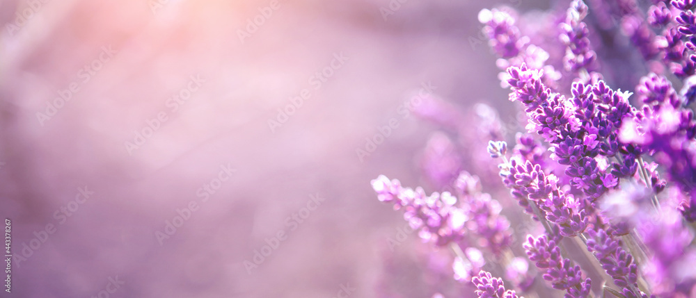 Banner with soft focused Lavender flowers at sunset Blooming Violet fragrant lavender flower summer landscape Growing Lavender, harvest, perfume ingredient, aromatherapy Lavender field, copy space