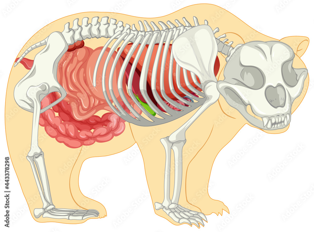 Fototapeta premium Anatomy of wild bear isolated