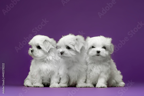 Beautiful and cute maltese puppies on a purple background