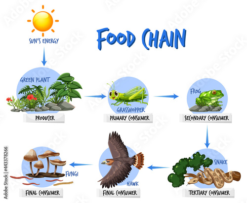 Food chain diagram concept