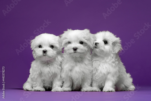 Beautiful and cute maltese puppies on a purple background photo