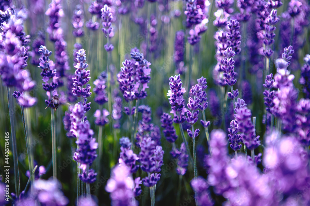 Selective focus Lavender flowers at sunset rays, Blooming Violet fragrant lavender flower summer landscape. Growing Lavender, harvest, perfume ingredient, aromatherapy. Lavender field lit by sunlight Selective focus Lavender flowers at sunset rays, Blooming Violet fragrant lavender flower summer landscape. Growing Lavender, harvest, perfume ingredient, aromatherapy. Lavender field lit by sunlight