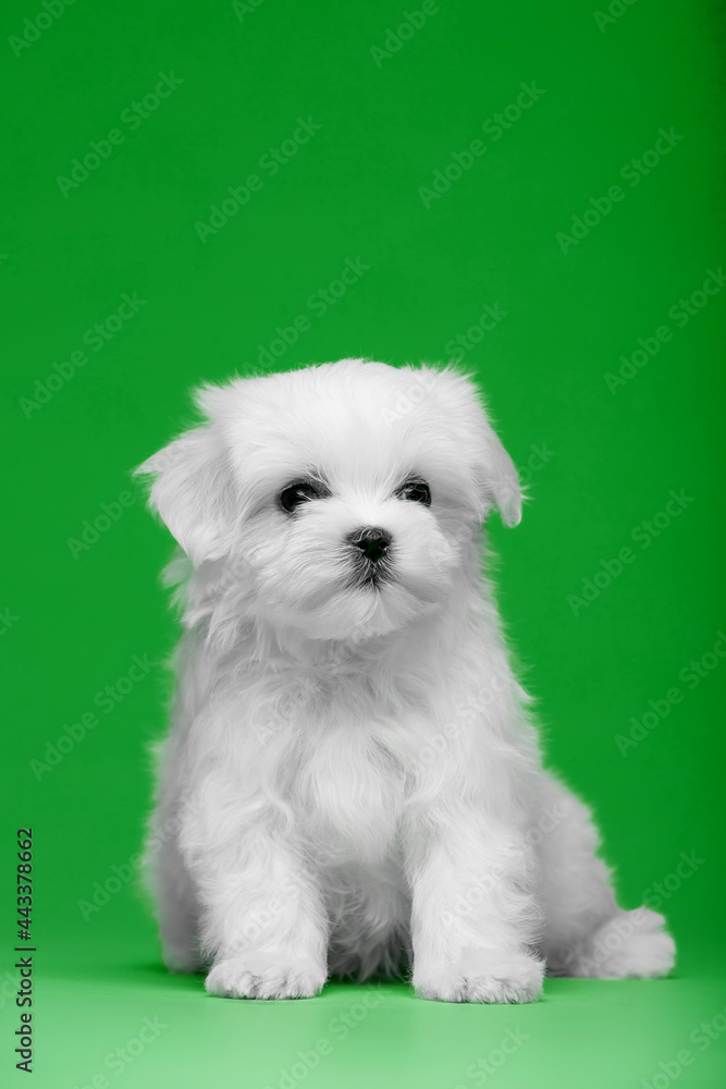 Beautiful little white puppies of Maltese breed Beautiful little white puppies of Maltese breed