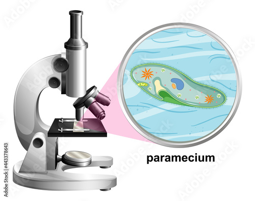 Microscope with anatomy structure of Paramecium on white background