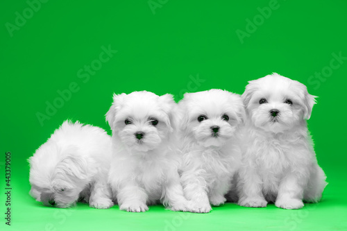 Beautiful little white puppies of Maltese breed © Мария Старосельцева