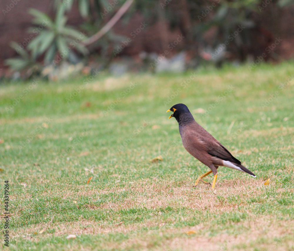 Fototapeta premium Indian myna on the grass field