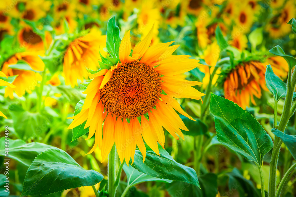 Fototapeta premium Field of sunflowers
