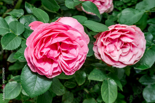 Garden Rose (Rosa hybrida) in garden © Nick Taurus
