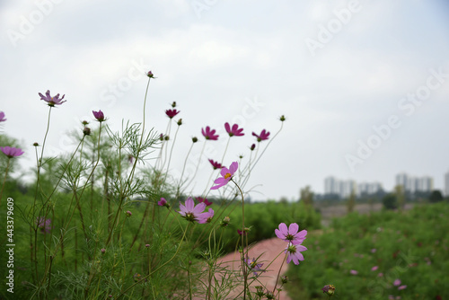 Fototapeta Naklejka Na Ścianę i Meble -  Landscape with purple meadow flowers in the foreground and new buildings in the background on a summer day
