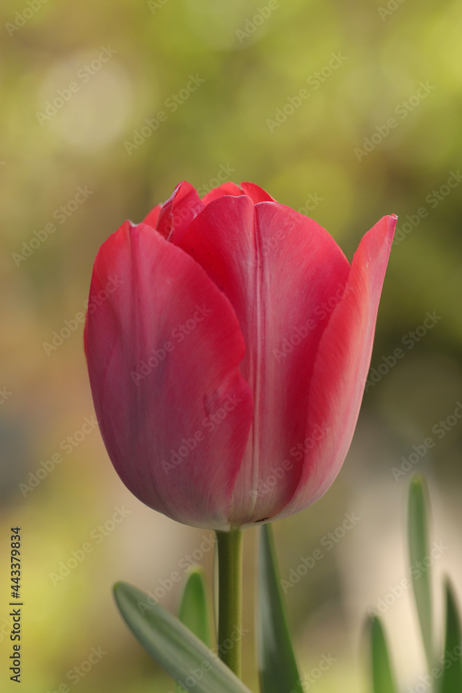 red and white tulips red and white tulips