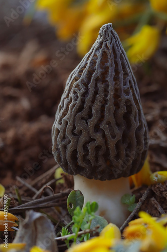 фотографія Colmenilla, seta de primavera