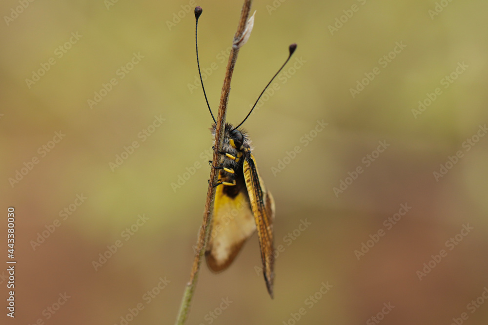Mosca búho europea Mosca búho europea