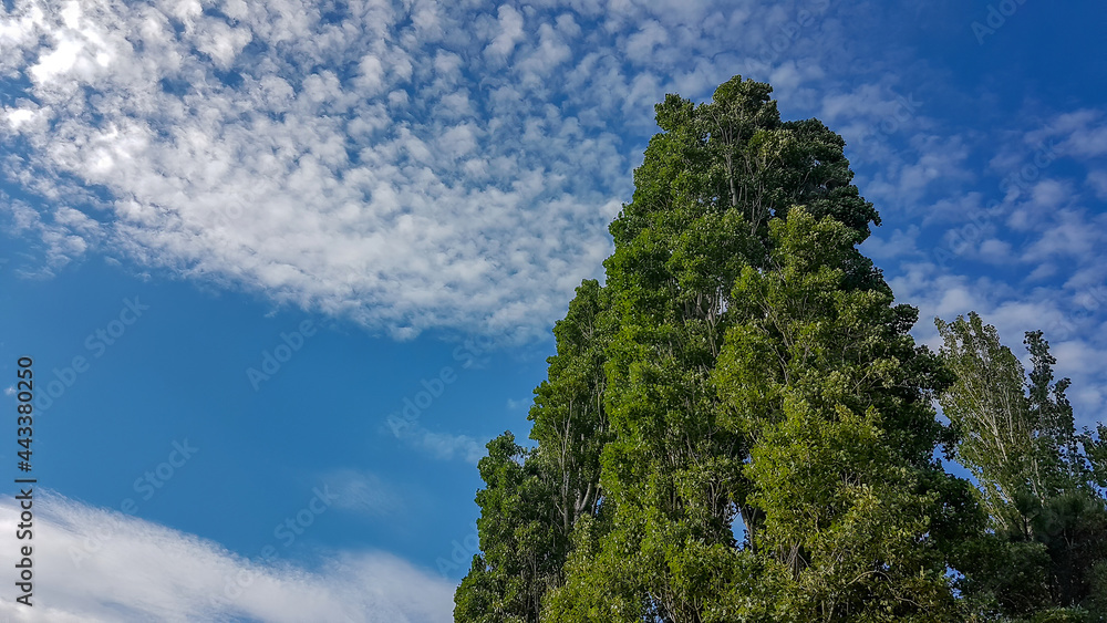 Fototapeta premium stunning trees with blue sky in the background