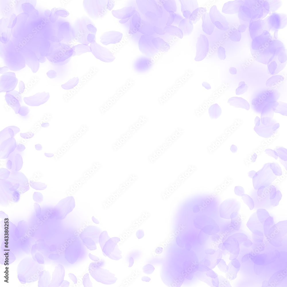 Violet flower petals falling down. Interesting rom Violet flower petals falling down. Interesting rom