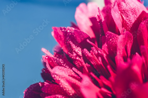 Peony flower with water drops close-up on a background of the sky. Beautiful natural background macro photo