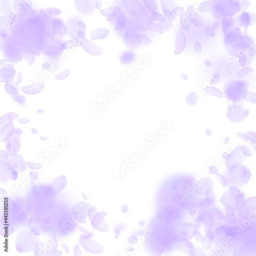 Violet flower petals falling down. Interesting rom