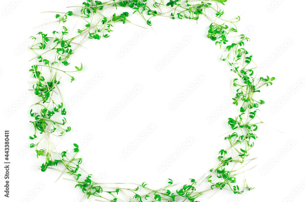 Watercress microgreens on white background, isolate. Microgreen circle with place for text. Vegan and healthy food concept Watercress microgreens on white background, isolate. Microgreen circle with place for text. Vegan and healthy food concept