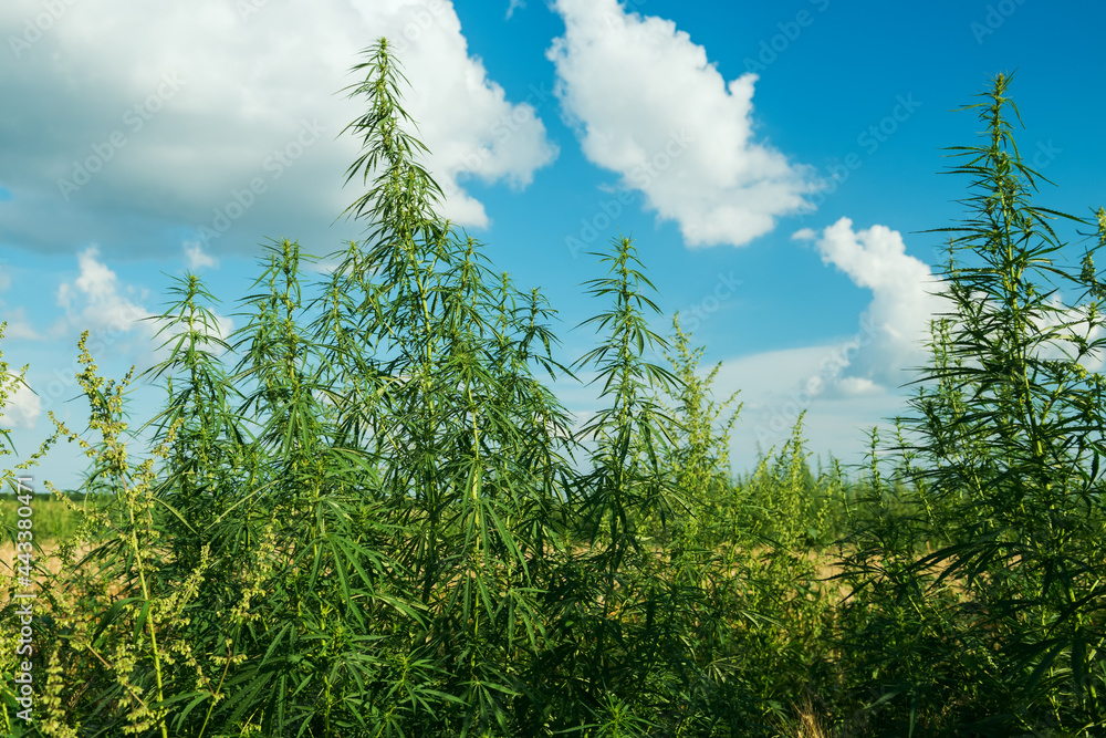 lush branches of cannabis, hemp in a field on a sunny day. lush branches of cannabis, hemp in a field on a sunny day.