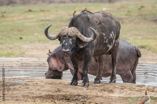 Cape Buffalo and Hippo at water hole © Tyrone