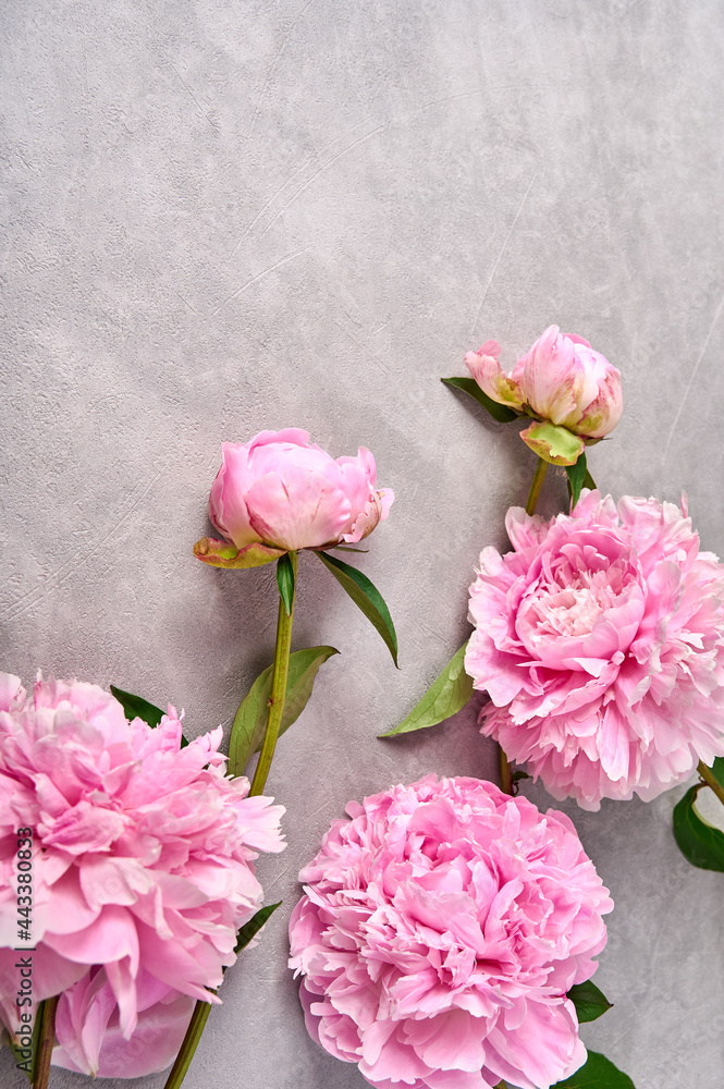 Pink peonies on grey background, copy space. top view. vertical orientation Pink peonies on grey background, copy space. top view. vertical orientation
