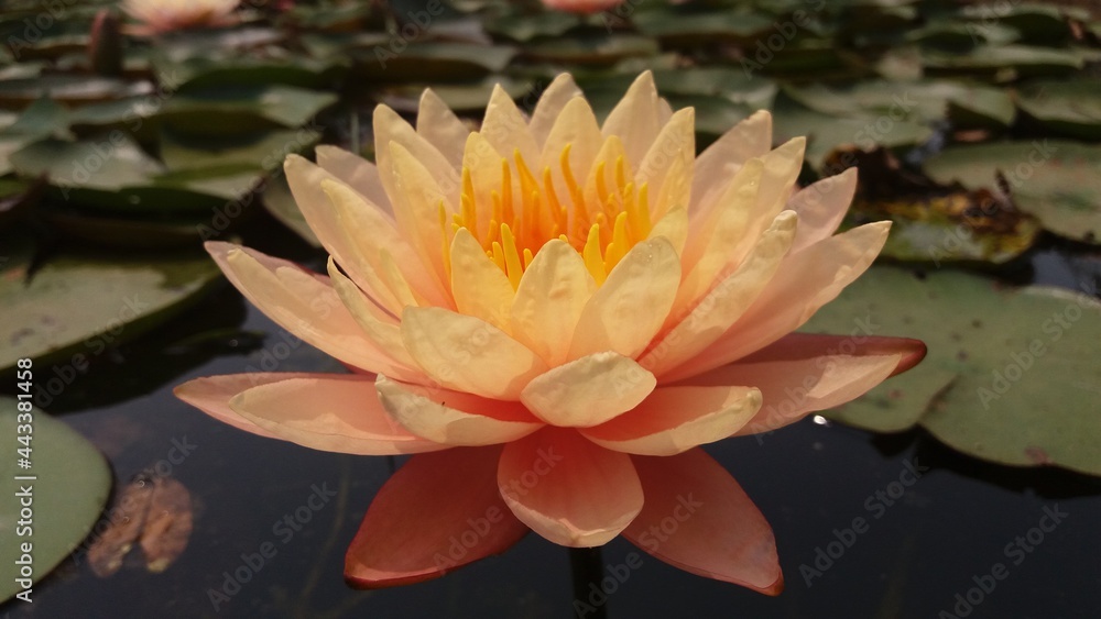 Bright gold lotus with sunlight and green leaves background