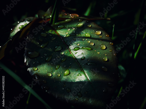 Water drops on leaf after raing photo