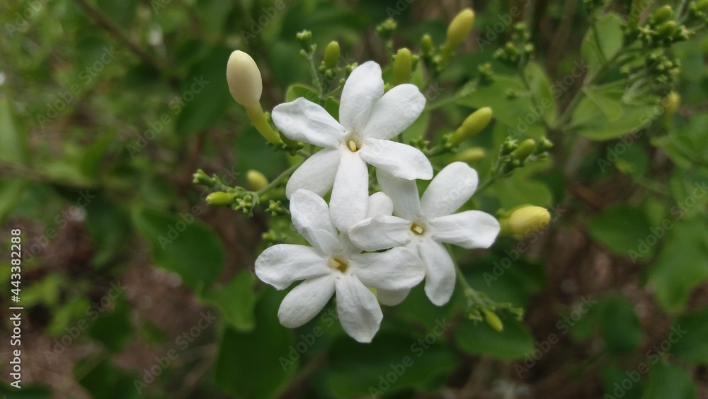 white flowers and green leaves in the garden white flowers and green leaves in the garden