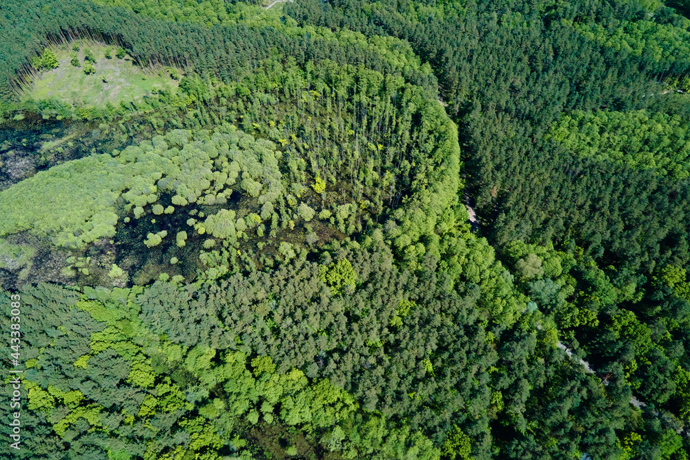 Green forest, aerial view. Nature landscape of pine trees, bird eye view. Beautiful background of summer forest Green forest, aerial view. Nature landscape of pine trees, bird eye view. Beautiful background of summer forest
