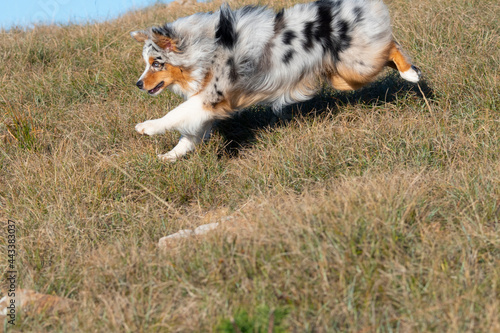 blue merle Australian shepherd puppy dog runs on the meadow of the Praglia in Liguria in Italy photo