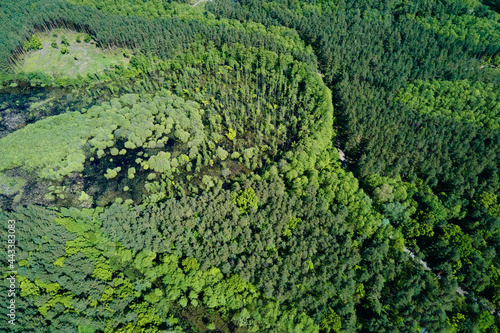 Green forest, aerial view. Nature landscape of pine trees, bird eye view. Beautiful background of summer forest © Lazy_Bear