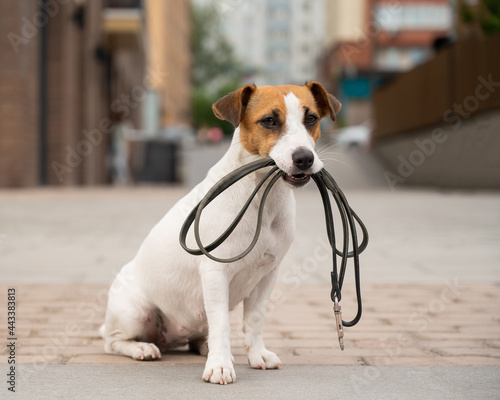 Lonely abandoned Jack Russell Terrier holds a leash in his mouth. Dog lost in the outdoors