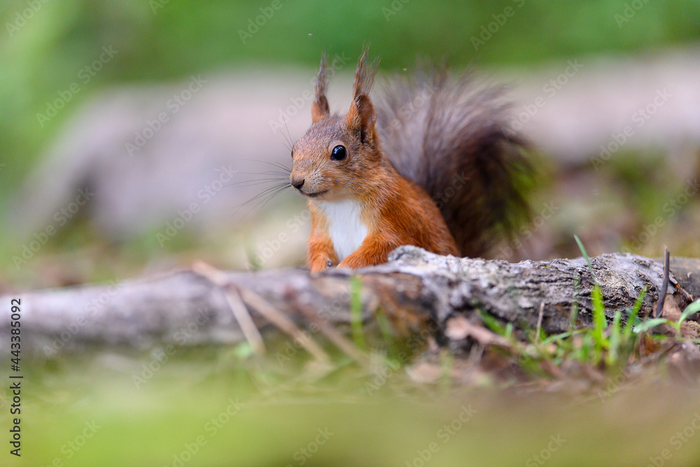 Fototapeta premium Red squirrel (Sciurus vulgaris)