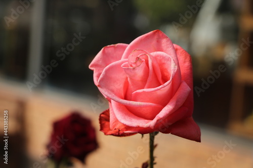 A single blooming pink rose with soft focus background