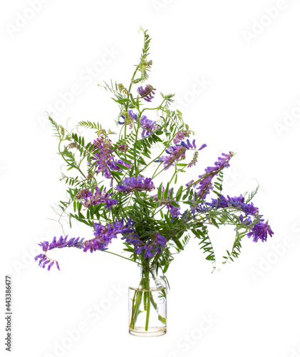 Vicia villosa (fodder vetch or winter vetch) in a glass vessel on a white background
