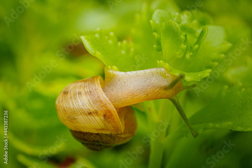 insect 
macro
nature
green
snail
