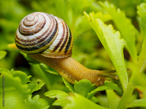 insect 
macro
nature
green
snail
