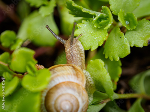 insect 
macro
nature
green
snail
