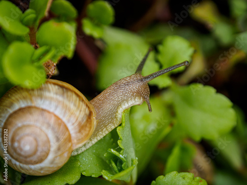 insect 
macro
nature
green
snail
